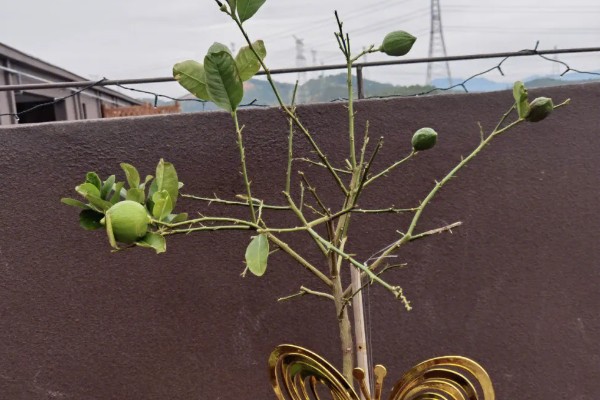 柠檬种植多久会挂果，经过3年左右才能结出果实