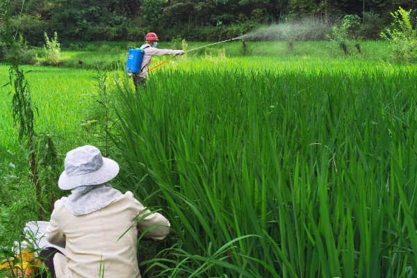 水稻白叶枯病的防治方法,三叶期和移栽前可喷施三氯异氰脲酸