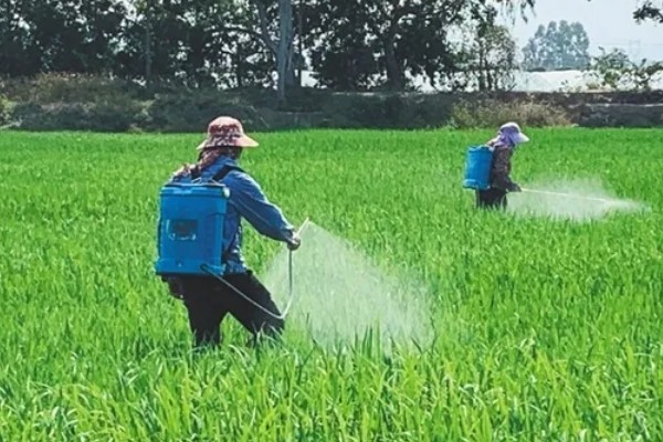 水稻白叶枯病的防治方法,三叶期和移栽前可喷施三氯异氰脲酸