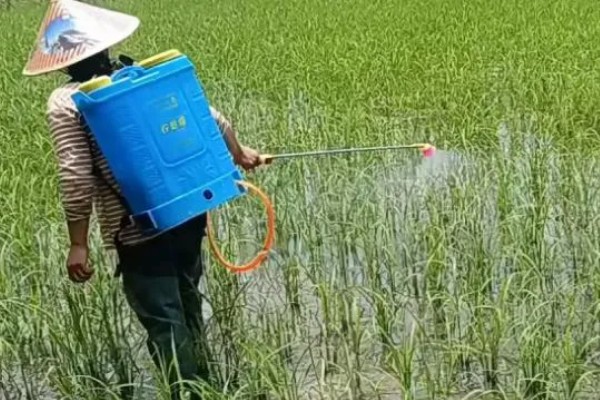 水稻白叶枯病的防治方法,三叶期和移栽前可喷施三氯异氰脲酸