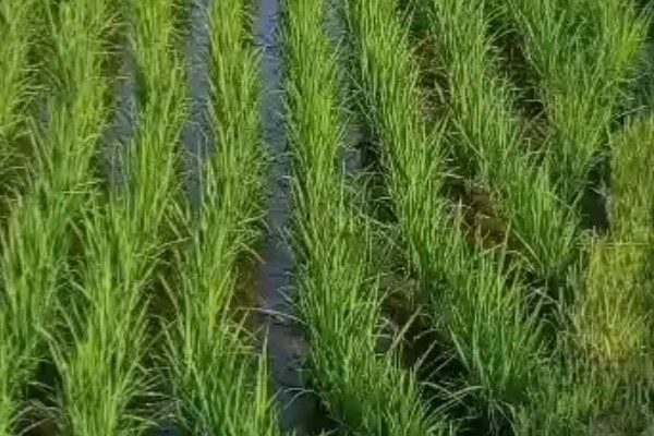 水稻白叶枯病的防治方法,三叶期和移栽前可喷施三氯异氰脲酸