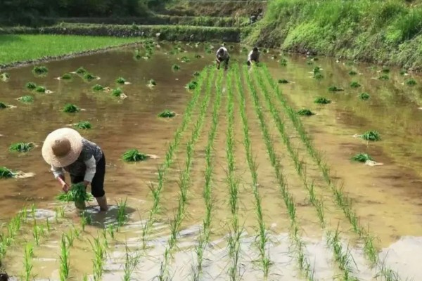 水稻白叶枯病的防治方法,三叶期和移栽前可喷施三氯异氰脲酸