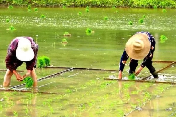 水稻白叶枯病的防治方法,三叶期和移栽前可喷施三氯异氰脲酸