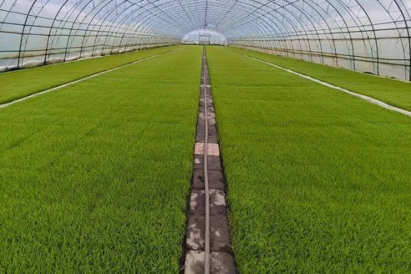 水稻白叶枯病的防治方法,三叶期和移栽前可喷施三氯异氰脲酸