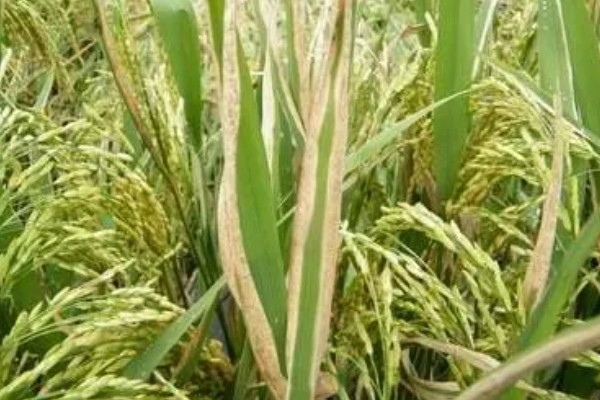 水稻白叶枯病的防治方法,三叶期和移栽前可喷施三氯异氰脲酸