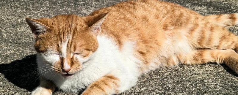 如何对猫咪美毛，多晒太阳可以养护毛发
