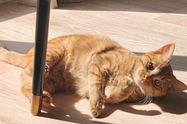 如何对猫咪美毛，多晒太阳可以养护毛发