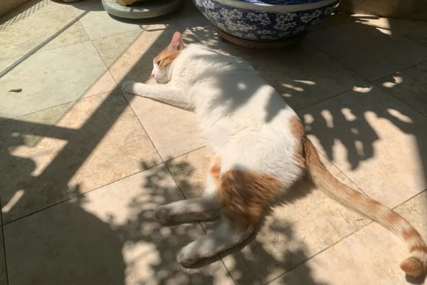 如何对猫咪美毛，多晒太阳可以养护毛发