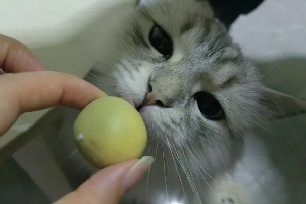 如何对猫咪美毛，多晒太阳可以养护毛发