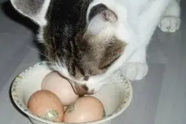 如何对猫咪美毛，多晒太阳可以养护毛发