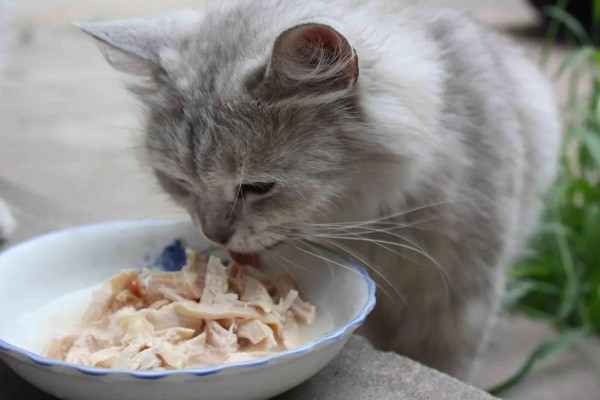 如何对猫咪美毛，多晒太阳可以养护毛发