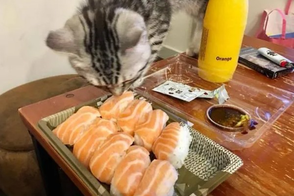如何对猫咪美毛，多晒太阳可以养护毛发