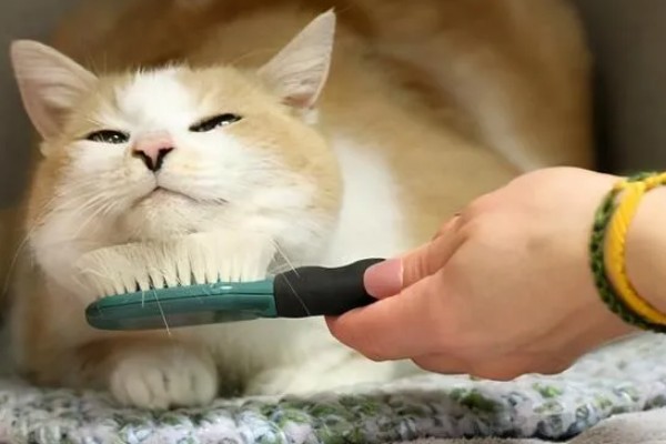 如何对猫咪美毛，多晒太阳可以养护毛发