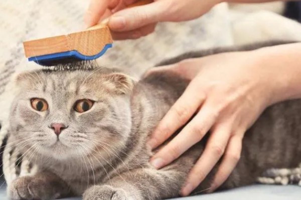 如何对猫咪美毛，多晒太阳可以养护毛发