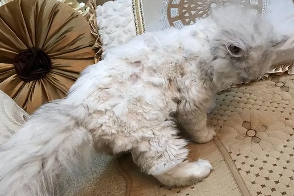 如何对猫咪美毛，多晒太阳可以养护毛发