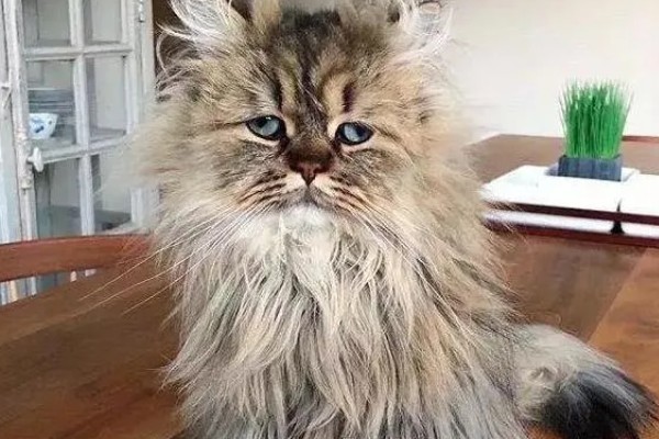 如何对猫咪美毛，多晒太阳可以养护毛发