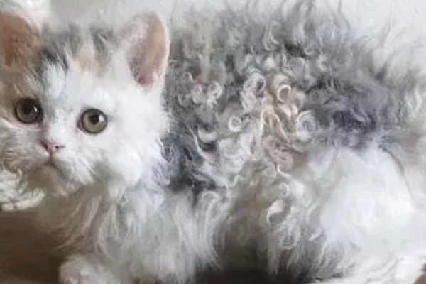 如何对猫咪美毛，多晒太阳可以养护毛发