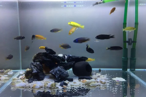马鲷鱼怎么饲养，照明不能过于强烈