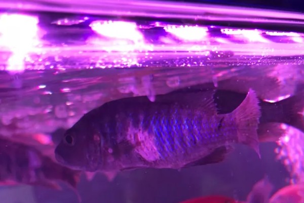 马鲷鱼怎么饲养，照明不能过于强烈