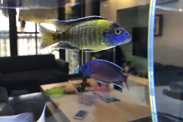 马鲷鱼怎么饲养，照明不能过于强烈