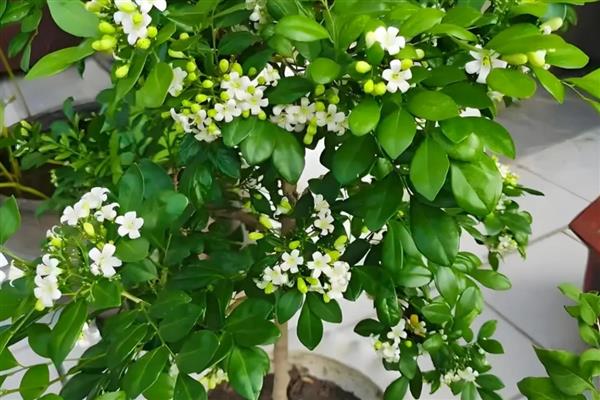 九里香一年的开放次数，一年可以开一次花