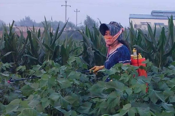 水胺硫磷是什么农药，属于有机磷类杀虫剂、杀螨剂