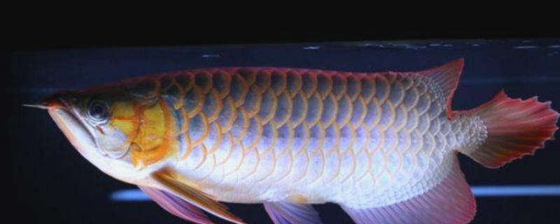 龙鱼眼睛有白膜的原因，可能是眼睛感染、环境不适所致