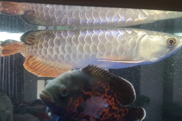 龙鱼眼睛有白膜的原因，可能是眼睛感染、环境不适所致
