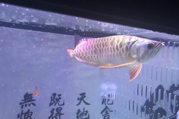 龙鱼眼睛有白膜的原因，可能是眼睛感染、环境不适所致