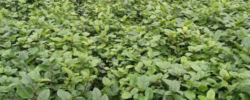 怎么种植虎杖，结合中耕除草追施速效肥