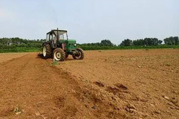 怎么种植虎杖，结合中耕除草追施速效肥