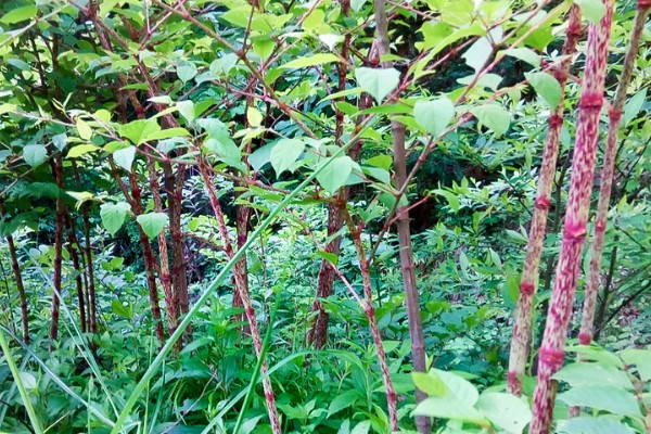 怎么种植虎杖，结合中耕除草追施速效肥