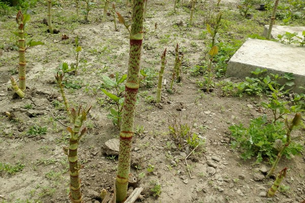 怎么种植虎杖，结合中耕除草追施速效肥