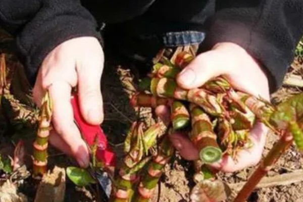 怎么种植虎杖，结合中耕除草追施速效肥