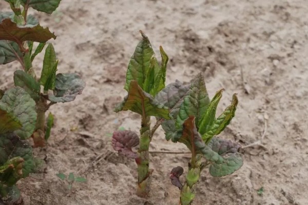 怎么种植虎杖，结合中耕除草追施速效肥