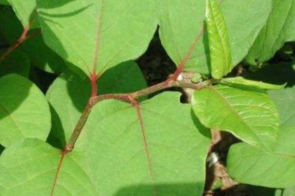 怎么种植虎杖，结合中耕除草追施速效肥