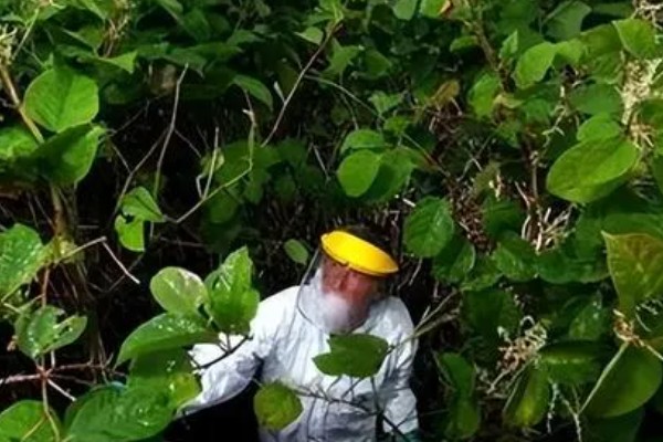 怎么种植虎杖，结合中耕除草追施速效肥