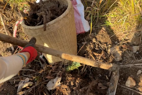 怎么种植虎杖，结合中耕除草追施速效肥