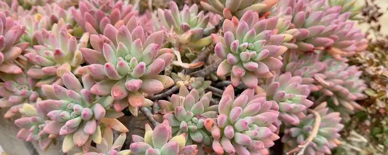将姬秋丽养成老桩的方法，干透后再一次性浇透水
