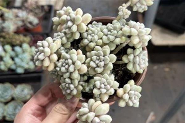 将姬秋丽养成老桩的方法，干透后再一次性浇透水