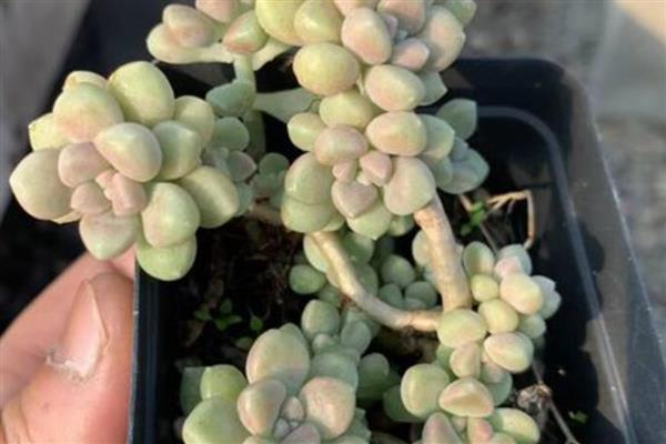将姬秋丽养成老桩的方法，干透后再一次性浇透水