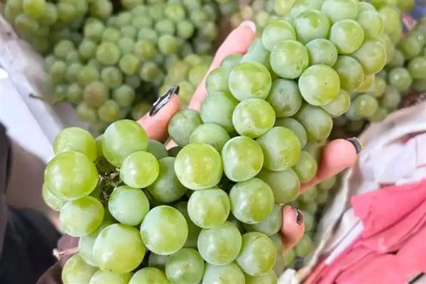 哪些葡萄口感好，常见夏黑、巨峰等品种
