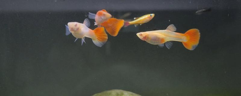 孔雀鱼出生多久可以喂食，经过2-3天再投喂食物