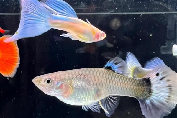 孔雀鱼出生多久可以喂食，经过2-3天再投喂食物