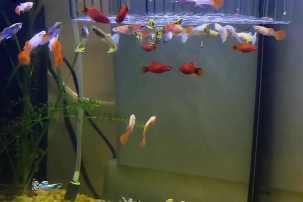 孔雀鱼出生多久可以喂食，经过2-3天再投喂食物