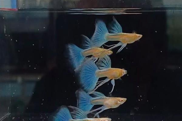 孔雀鱼出生多久可以喂食，经过2-3天再投喂食物