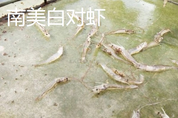 养殖什么比较赚钱，生蚝、野鸡等动物值得考虑