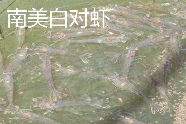 养殖什么比较赚钱，生蚝、野鸡等动物值得考虑