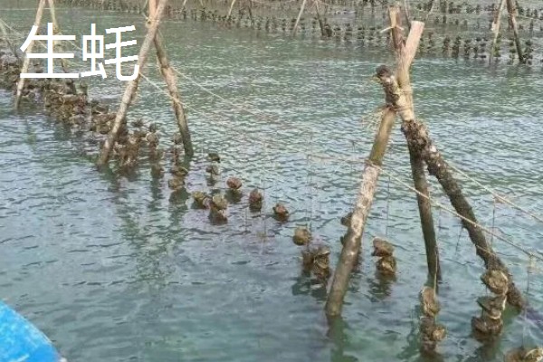 养殖什么比较赚钱，生蚝、野鸡等动物值得考虑