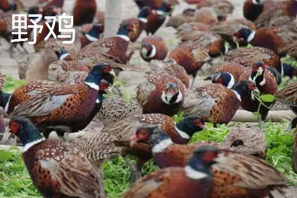 养殖什么比较赚钱，生蚝、野鸡等动物值得考虑